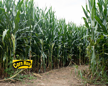 Kids Brevard County: Corn Mazes and Farm Fun - Fun 4 Space Coast Kids