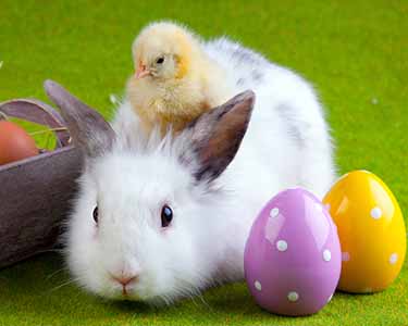 Kids Brevard County: Easter Bunny Events - Fun 4 Space Coast Kids