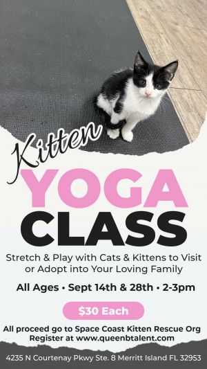 kitten yoga.jpg