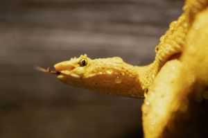 Eyelash Viper