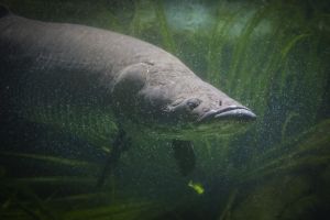Fin-tastic Features of Underwater Creatures.jpg