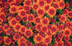 flowers.jpg