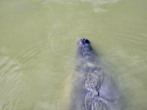 manatee.jpg