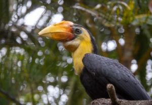 wild love weekend bird.jpg