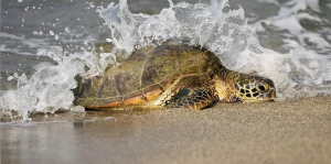 MI sea turtle walks.png
