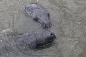 manatee.jpg