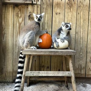 Pumpkin Fest: Wild Florida