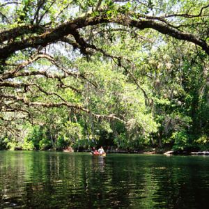 Volusia County:  Blue Spring State Park