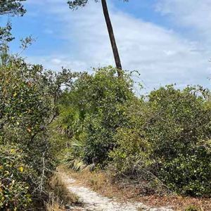 North Brevard Walking Trail