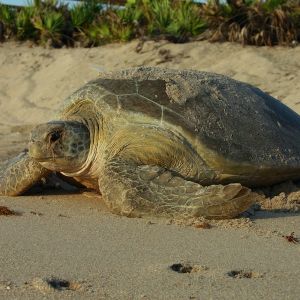 Guided Sea Turtle Watch Programs