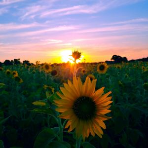 Sledd's U Pick Sunflower Field